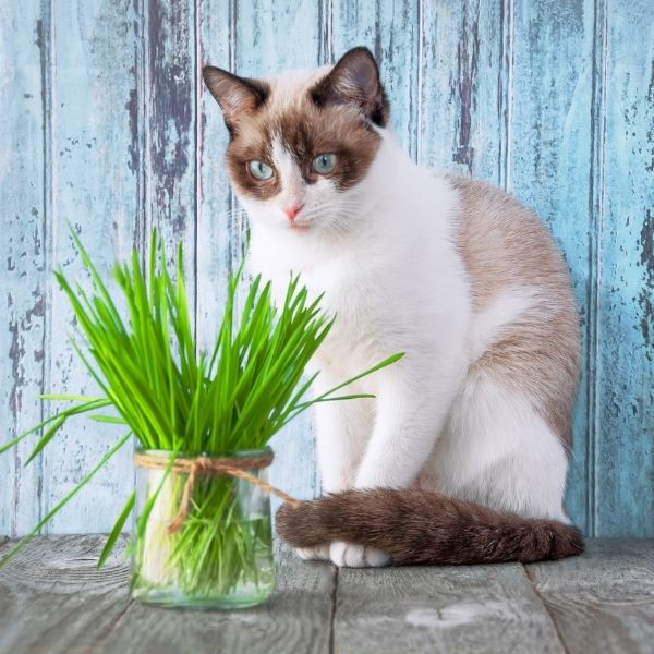 imagen de cuidado salud gatos veterinaria cadiz