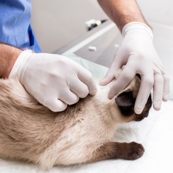 imagen de cuidado salud gatos veterinaria cadiz puerto santa maria