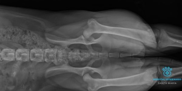 imagen de Diagnóstico Oficial de Displasia clinica veterinaria santa maria cadiz