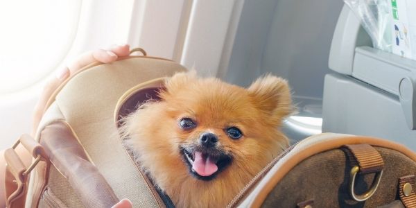 imagen de viajes con mascotas en avion requisitos